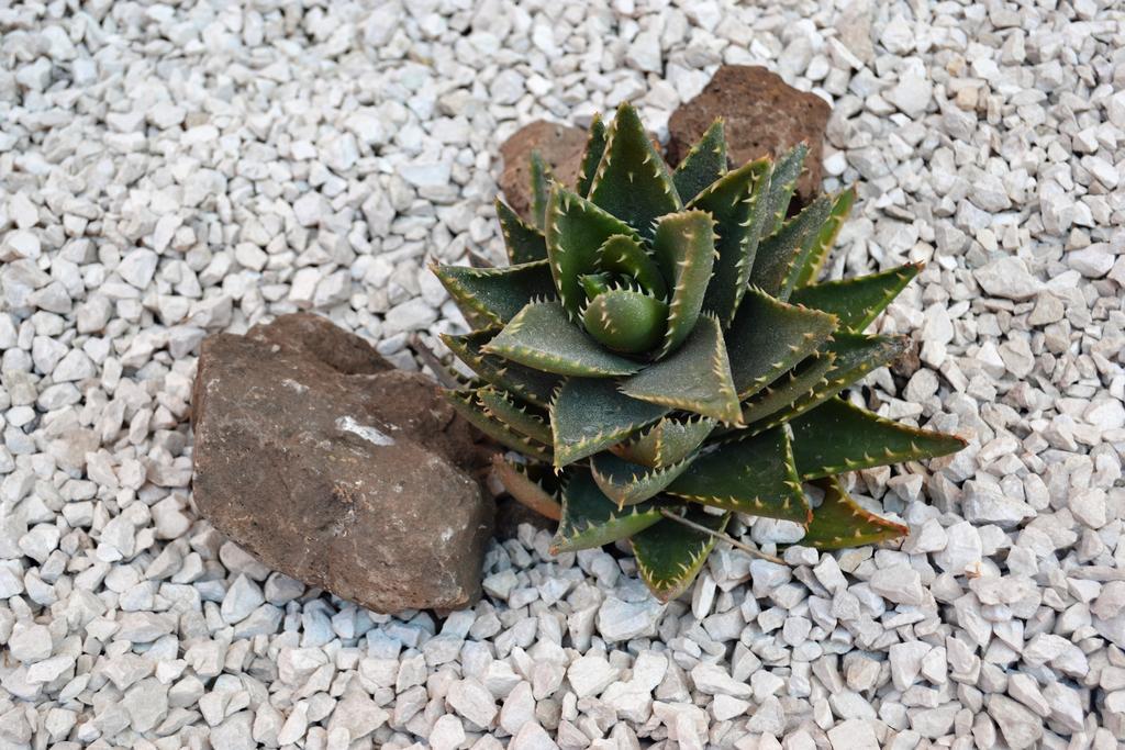 Mura